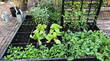 In 4 stappen eenvoudig moestuinieren, met Makkelijke Moestuin
