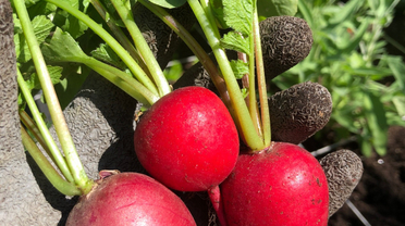 Marks moestuintip voor mei: makkelijke radijs