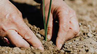 Slootwater, vervuilde grond... en dan een moestuin?!
