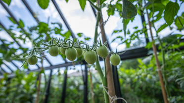 Moestuinieren leuk en educatief voor kinderen