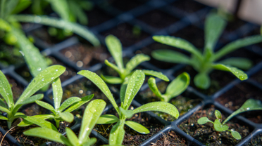 De 5 populairste producten om te kweken in het najaar