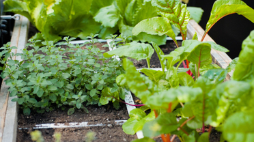 De verrassende kracht van een vierkante meter moestuin