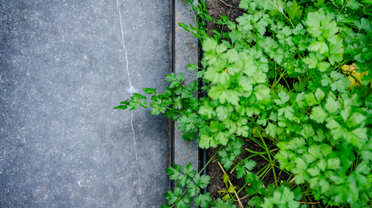 Welke groenten groeien goed in de winter?