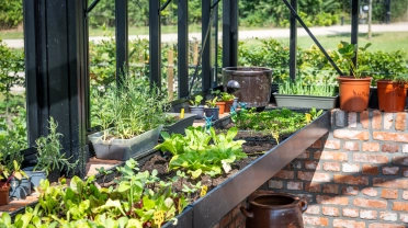 Je moestuin in juli: zo haal je een tweede oogst uit je bakken