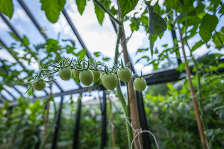 Moestuinieren leuk en educatief voor kinderen