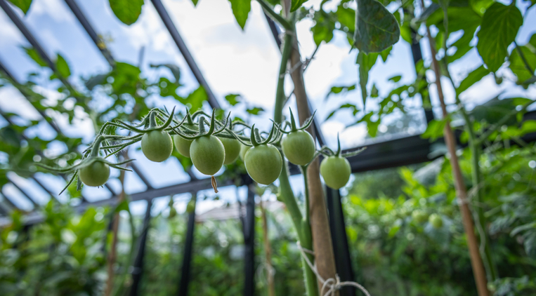 Moestuinieren leuk en educatief voor kinderen