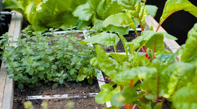 De verrassende kracht van een vierkante meter moestuin