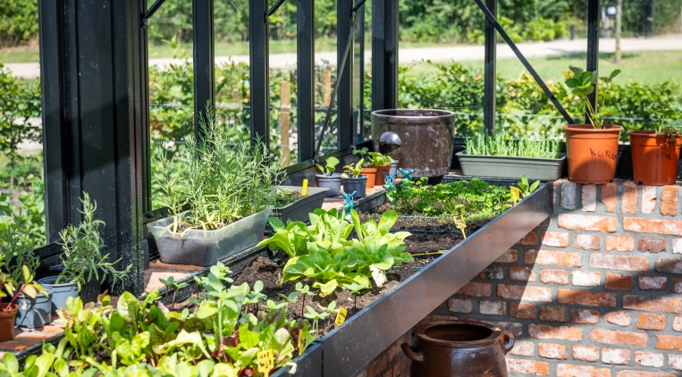 Je moestuin in juli: zo haal je een tweede oogst uit je bakken