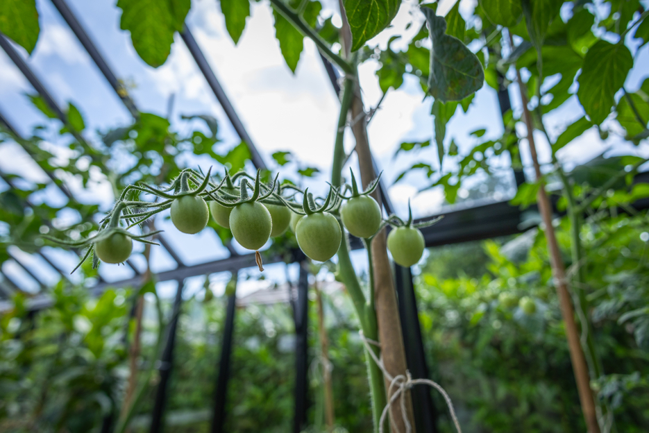 Moestuinieren leuk en educatief voor kinderen