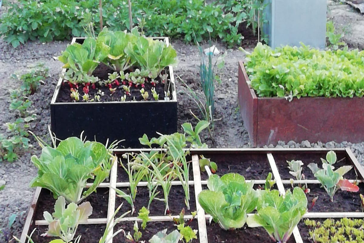 Moestuinbakken